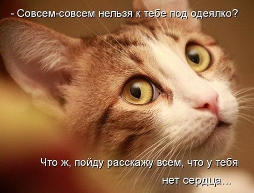 =^ᴥ^= Любители котятков - Раз кот, два кот...
