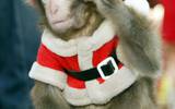 209312-monkey-dressed-in-santa-claus-outfit